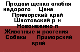 Продам щенка алабая-недорого. › Цена ­ 1 000 - Приморский край, Шкотовский р-н, Новонежино п. Животные и растения » Собаки   . Приморский край